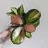Hoya australis 'Lisa' - 10cm pot